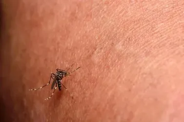 Confira o boletim epidemiológico da dengue em Cabreúva