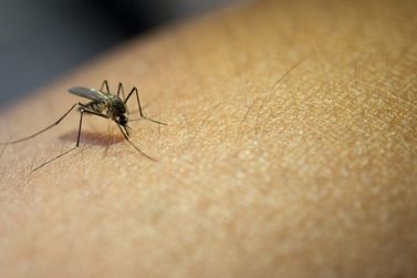 Veja o boletim epidemiológico da dengue em Cabreúva