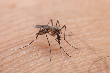 Número de casos de dengue em Cabreúva atinge 720