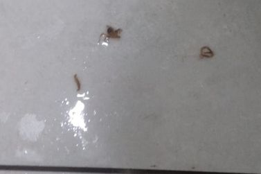 Paciente encontra escorpião na UPA de Cabreúva