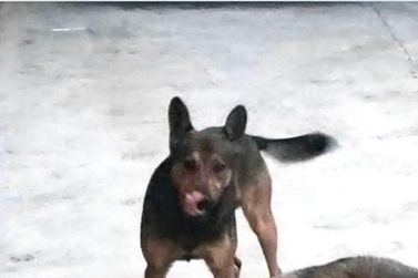 Fam&iacute;lia procura por Luck, cachorro desaparecido no Bonfim