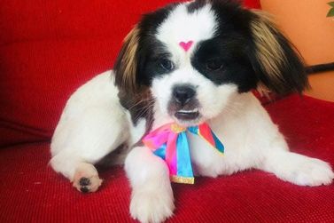 Cachorrinha desaparece em ch&aacute;cara no Guacuri, e fam&iacute;lia pede ajuda da popula&ccedil;&atilde;o 