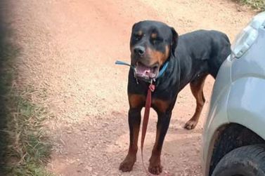 Cabreuvana procura dono de rottweiler encontrado no Cururu
