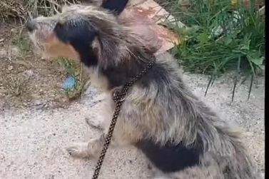 Futuro do projeto que beneficia a causa animal estar&aacute; nas m&atilde;os dos vereadores 