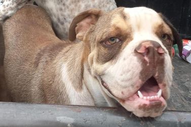 Tutor procura por Venom, forte e manso; o c&atilde;o &eacute; acostumado a trabalhar com gado