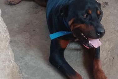  Thor &eacute; encontrado ap&oacute;s publica&ccedil;&atilde;o do Portal da Cidade