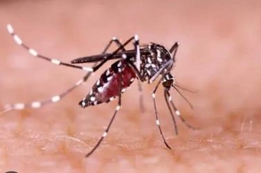Vilarejo lidera casos de dengue e acende sinal vermelho na cidade