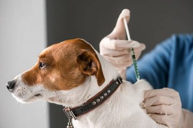 C&atilde;es poder&atilde;o receber vacina V10 a valor social neste s&aacute;bado no Jacar&eacute;