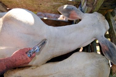 Vacinação gratuita contra aftosa para criadores que possuem até 170 animais 