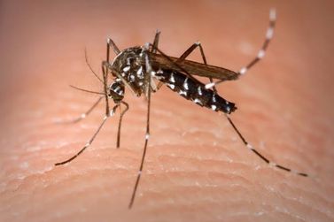 Cinco casos suspeitos de dengue foram registrados em Campos Novos