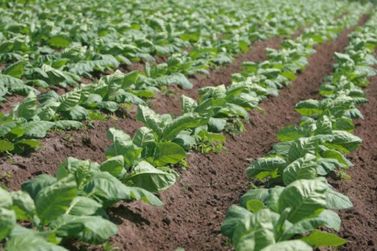  Conven&ccedil;&otilde;es globais pressionam pelo fim da fumicultura e agricultor no limbo.