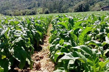 Soja, milho e tabaco: o que esperar da safra 2025/26 em Canoinhas