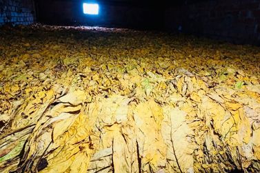 Fumicultura passa a ser reconhecida como atividade estrat&eacute;gica em Canoinhas