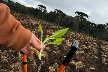 Iniciada a safra 2025/2026 do tabaco em Canoinhas