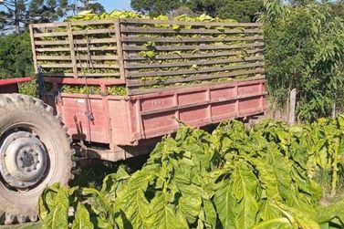 Produ&ccedil;&atilde;o agr&iacute;cola de Canoinhas deve alcan&ccedil;ar 40 mil hectares cultivados