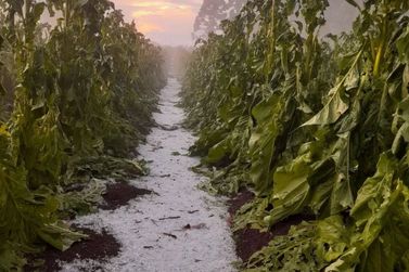 Preju&iacute;zos do granizo alcan&ccedil;am 25 propriedades rurais na regi&atilde;o de Canoinhas