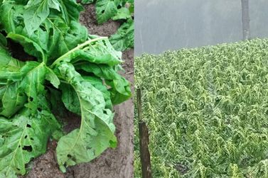 Temporal com granizo causa preju&iacute;zos em lavouras de fumo em Canoinhas e regi&atilde;o