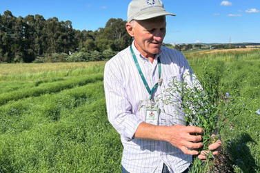 Epagri desenvolve primeiro cultivar de linho dourado de Santa Catarina
