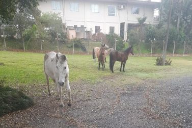 Cavalos soltos na BR-280 preocupam motoristas em frente &agrave; Ervateira Canoinhas