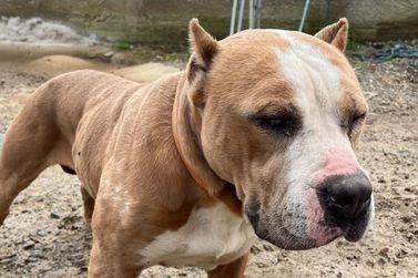 Fam&iacute;lia procura dono de pitbull encontrado no Rio da Areia do Meio