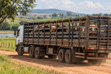 Produtor rural perde quase R$ 39 mil em negocia&ccedil;&atilde;o de gado com suspeita de golpe em Mafra