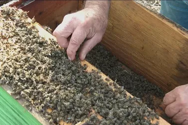 Milhões de abelhas morrem em 9 apiários de Casa Branca e causas são investigadas