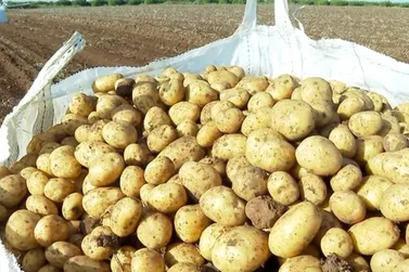 Produtores de Casa Branca e região esperam colher 8 milhões de sacas de batata