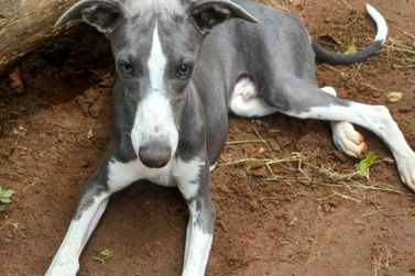 Cachorro desaparece no bairro Nazaré e família faz apelo por informações