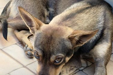 Casa-branquense solicita ajuda para localizar cachorro Floquinho