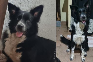 Cachorra est&aacute; desaparecida h&aacute; tr&ecirc;s dias em Casa Branca