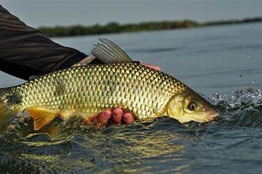 Pesca em rios fica proibida a partir de hoje no estado de S&atilde;o Paulo