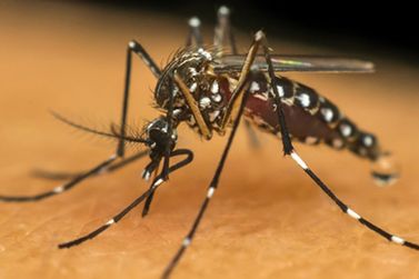 Casos de dengue em Casa Branca preocupam secretaria de saúde 