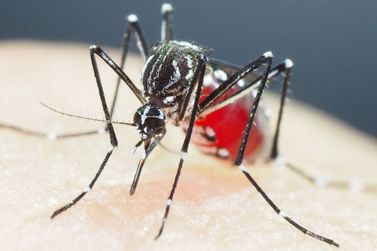 Dengue: como se proteger e evitar a transmissão da doença