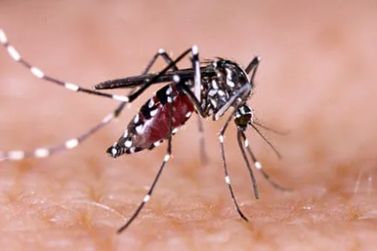 Mococa confirma morte por dengue e município decreta situação de emergência