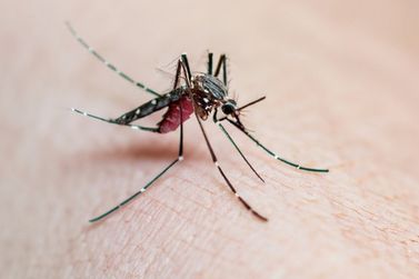 Casa Branca atualiza o número de casos de dengue
