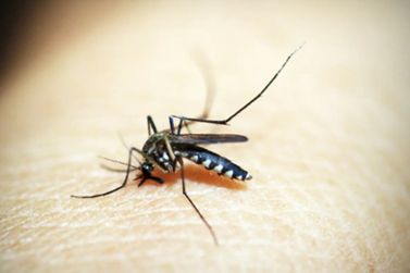 Casa Branca atualiza os números da dengue 