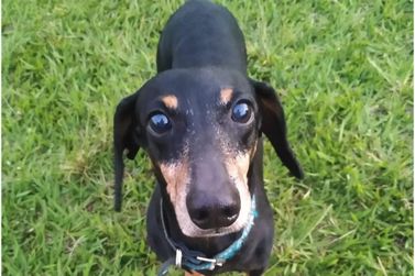 C&atilde;ozinho perdido em Casa Branca - Ajude a encontrar o Scooby