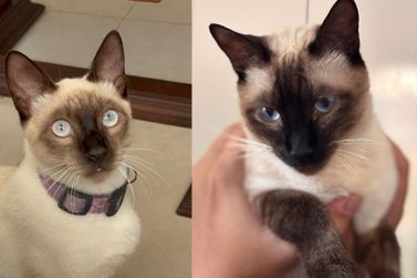 Fam&iacute;lia busca por gatinho desaparecido em Casa Branca