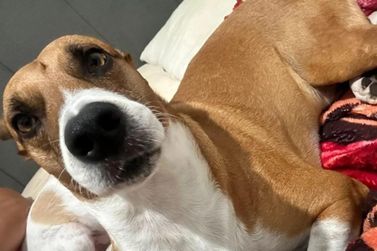 Fam&iacute;lia procura por Hugo, cachorro desaparecido em Casa Branca