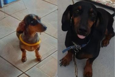 Cachorrinhas Luna e Lilica est&atilde;o desaparecidas em Casa Branca