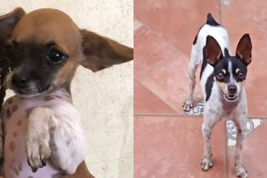 C&atilde;es Nina e Aurora desaparecem em Casa Branca e fam&iacute;lias pedem ajuda