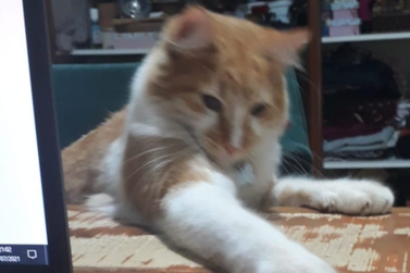 Gato Pepe desaparece em Casa Branca