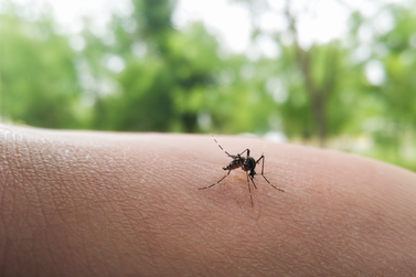 Casa Branca tem apenas 2 casos confirmados de dengue em 2026