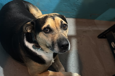 Editorial: Guinho e os c&atilde;es comunit&aacute;rios de Casa Branca