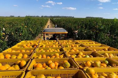 Suco de laranja fica livre de nova tarifa dos EUA, mas &oacute;leos essenciais s&atilde;o sobretaxados