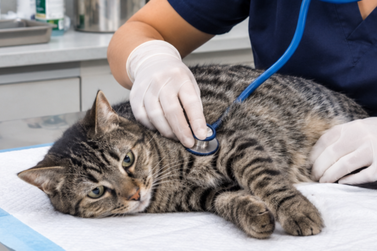 Bazarc&atilde;o oferece castra&ccedil;&atilde;o para c&atilde;es e gatos de Casa Branca e distritos