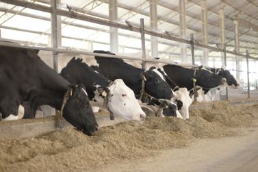 Soluções biotecnológicas maximizam produtividade do rebanho leiteiro