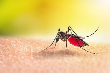 Boletim da dengue confirma 15,3 mil novos casos e mais 14 óbitos no Estado