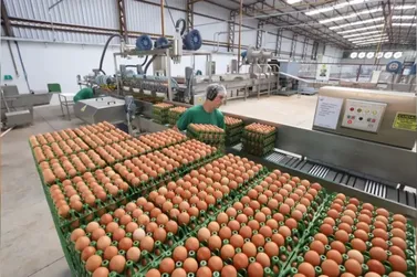 Secom Informa:Produção de ovos do Paraná cresce 72% em uma década 