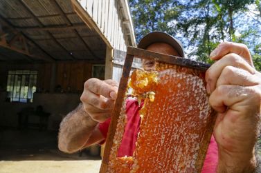 Notícias Secom PR:2° maior produtor nacional PR se destaca pela qualidade do mel